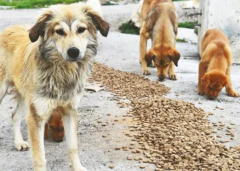 Mama lobisi deşifre edildi
