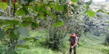 Fındık üreticilerinin bahçe temizliği başladı