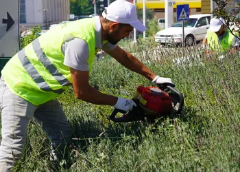 Lavantalardan bu yıl da organik ürünler üretilecek