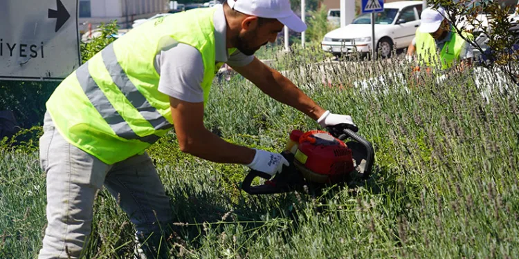 Lavantalardan bu yıl da organik ürünler üretilecek