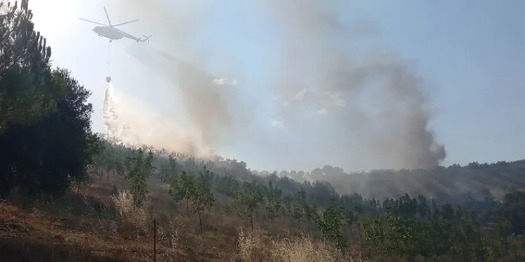 Manisa’da 50 hektar alan kül oldu