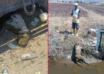 Tıkanan sulama kanalından ölü hayvanlar çıktı