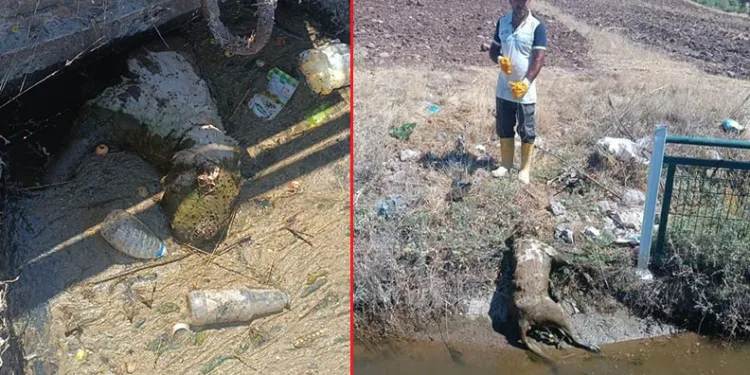 Tıkanan sulama kanalından ölü hayvanlar çıktı
