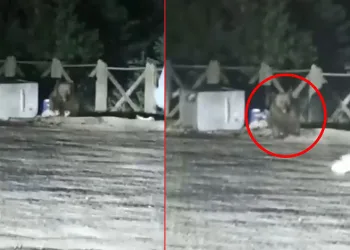 Uludağ’da aç kalan ayının saldırısından son anda kurtuldular