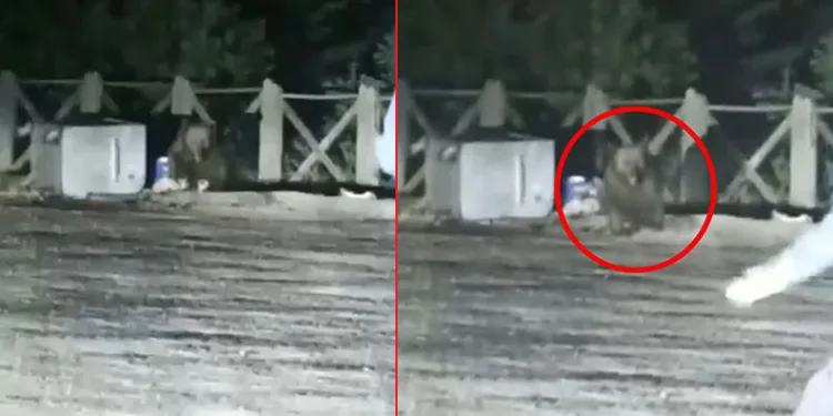 Uludağ’da aç kalan ayının saldırısından son anda kurtuldular