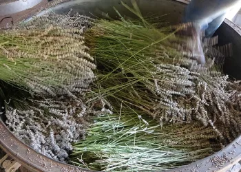 Lavantada hasat başladı