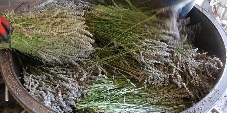 Lavantada hasat başladı