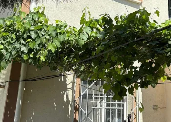Bursa’da üzüm asması bebeğin hayatını kurtardı