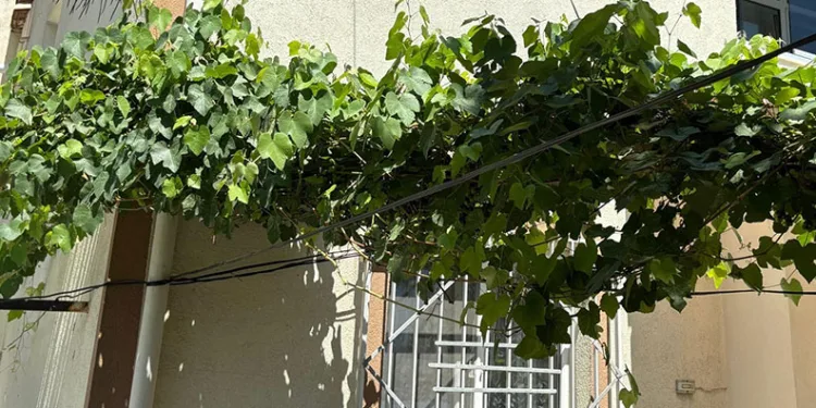 Bursa’da üzüm asması bebeğin hayatını kurtardı