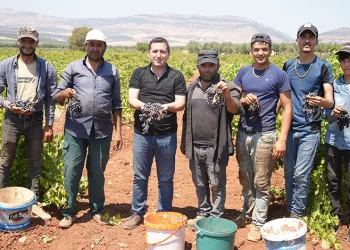 Kilis’te sınırın sıfır noktasında üzüm hasadı başladı