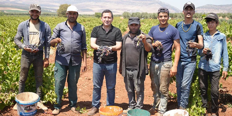 Kilis’te sınırın sıfır noktasında üzüm hasadı başladı