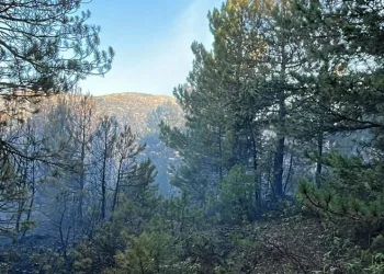 Konya’daki orman yangınında 1 gözaltı