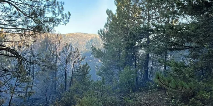 Konya’daki orman yangınında 1 gözaltı