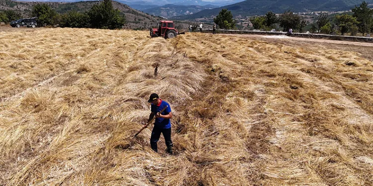 Ordu’da siyez buğday hasadı sevindirdi