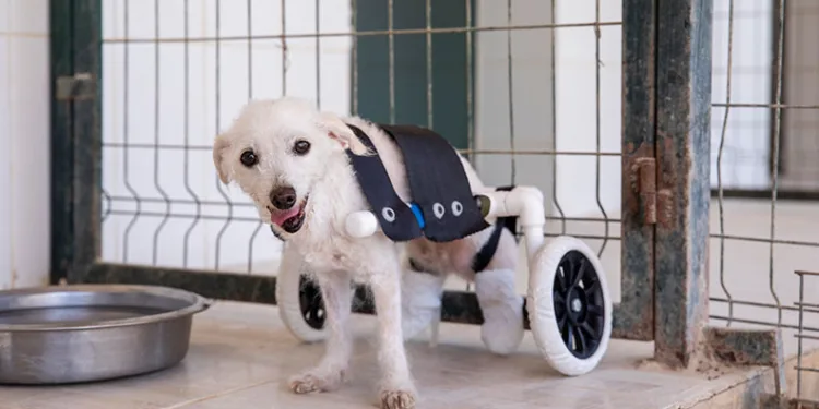 Arka ayakları kesilmiş halde bulunan köpek yürüteçle yürümeye başladı