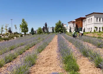 Elazığ’da gençlerden lavanta yatırımı