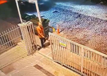Korkunç ölüm! Sokak köpekleri parçaladı