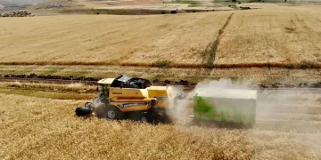 Ağrı’da buğday hasadı başladı