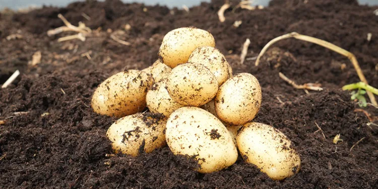 Yerli patates çeşitleri sofralara geliyor