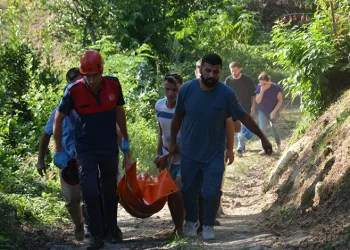 Kökünden kopan incir ağacı yaşlı adamın sonu oldu
