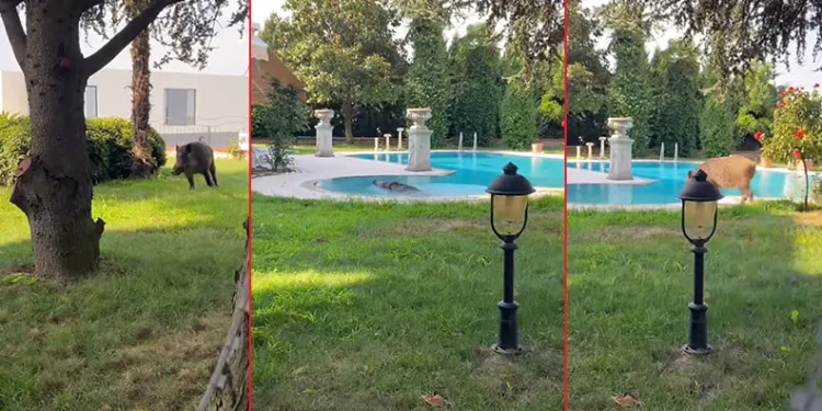Villaya kaçak giren domuz havuza düştü