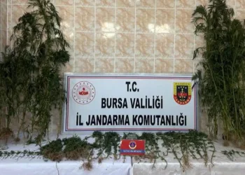 Bursa’da ahırında uyuşturucu yetiştiren şahıs yakalandı
