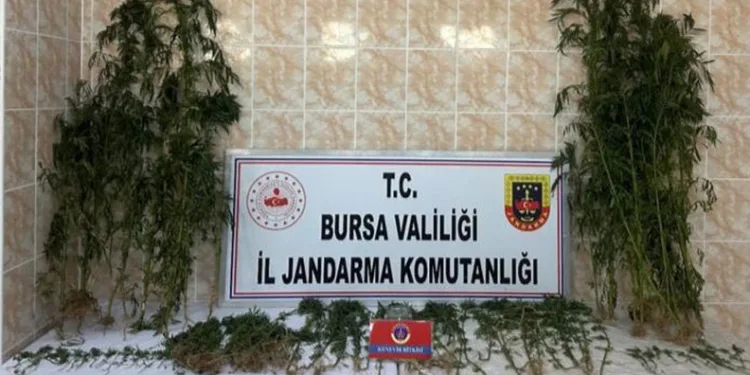 Bursa’da ahırında uyuşturucu yetiştiren şahıs yakalandı