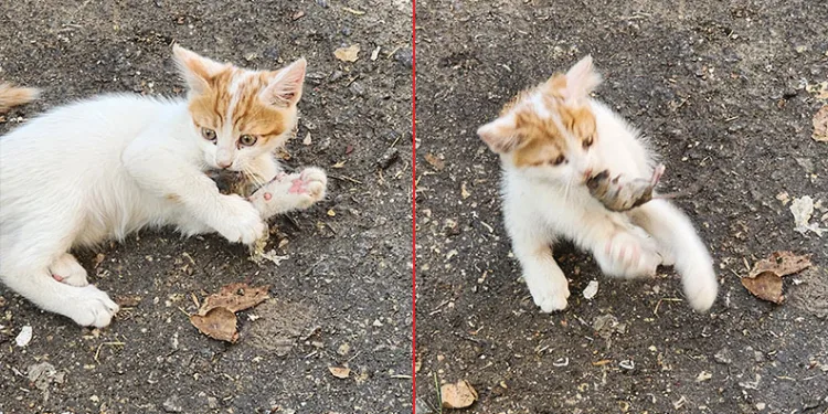 ‘Kedinin fareyle oynadığı gibi oynamak’
