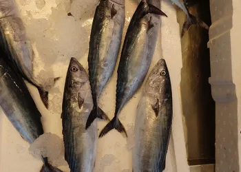Karadeniz’de palamut bereketi