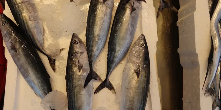 Karadeniz’de palamut bereketi