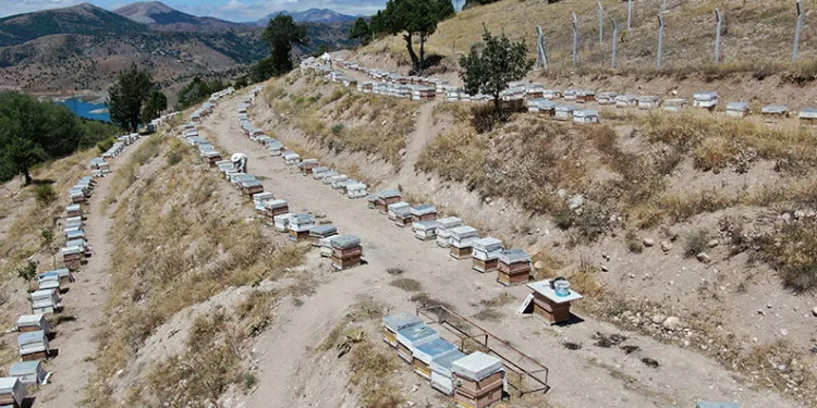 Arı sütünün100 gramı 2 bin 500 lira