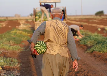 Diyarbakır karpuzunda hasat devam ediyor