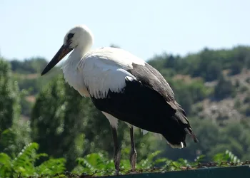 Bu da Kütahya’nın ‘Yaren’i