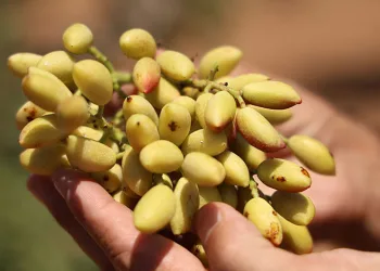 Diyarbakır fıstığında hasat