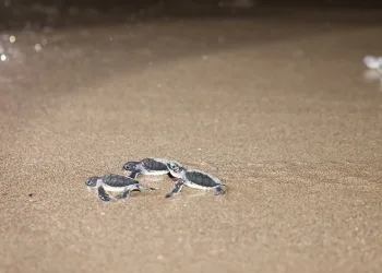 Caretta carettalar denizle buluşuyor