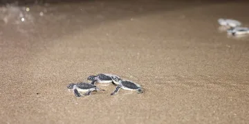 Caretta carettalar denizle buluşuyor