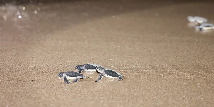 Caretta carettalar denizle buluşuyor