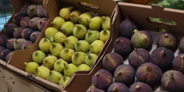Bursa siyah inciri Nilüfer Bostan satış noktalarında