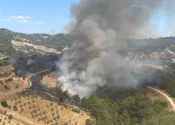 Manisa’da bir orman yangını daha