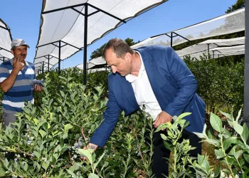 İznik tarımı için önemli adım