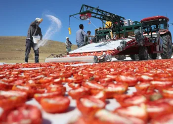 Elazığ’da domates hasadı başladı