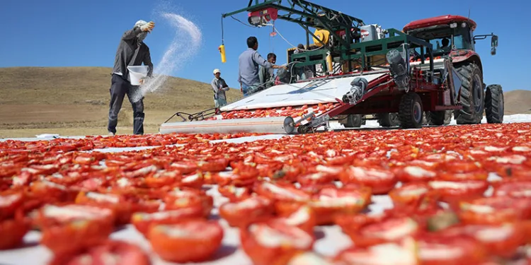 Elazığ’da domates hasadı başladı