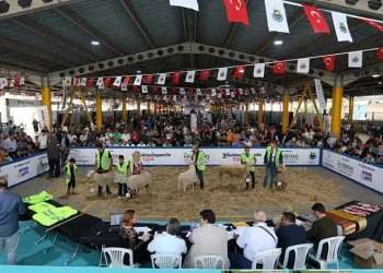 Küçükbaş Hayvancılık Festivali İçin geri sayım