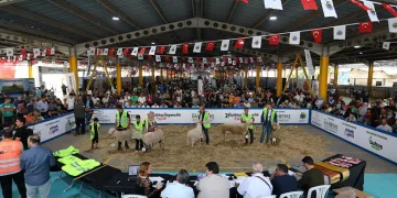 Küçükbaş Hayvancılık Festivali İçin geri sayım