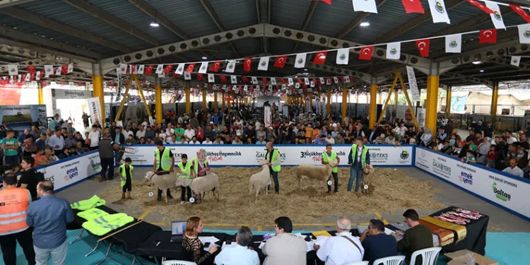 Küçükbaş Hayvancılık Festivali İçin geri sayım