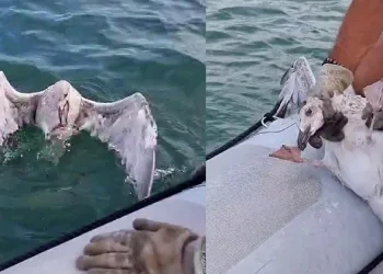 Gagasına misina dolanan martıyı yelken kulübü yöneticileri kurtardı