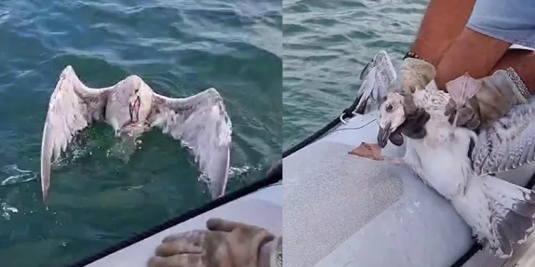 Gagasına misina dolanan martıyı yelken kulübü yöneticileri kurtardı