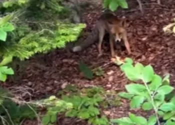 Uludağ Yolu’nda aç kalan yavru tilkiyi beslediler