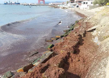 Marmara Denizi’nde kızıl yosun alarmı