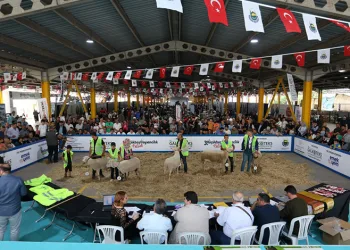 Küçükbaş Hayvancılık Festivali için geri sayım başladı